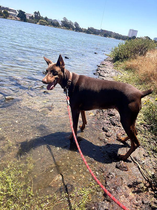 Enlarge Big Girl, an adopted Doberman Pinscher in Berkeley, CA image 2/6