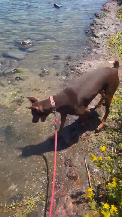 Enlarge Big Girl, an adopted Doberman Pinscher in Berkeley, CA video 6/6