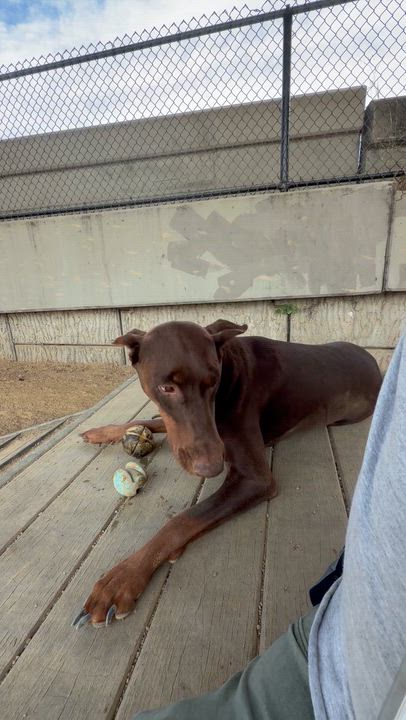 Enlarge Big Girl, an adopted Doberman Pinscher in Berkeley, CA video 3/6