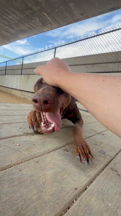Enlarge Big Girl, an adopted Doberman Pinscher in Berkeley, CA video 4/6