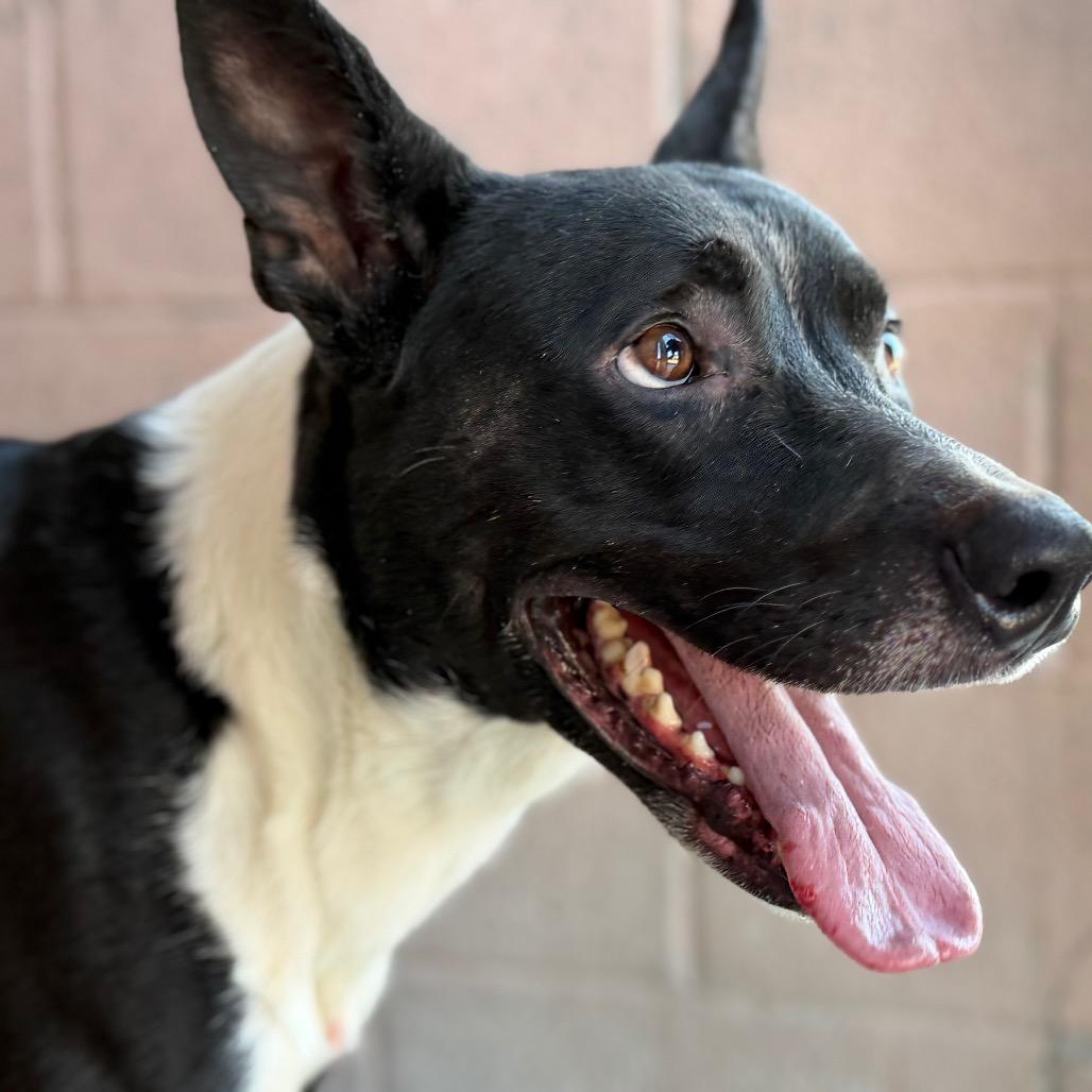 Enlarge Robin, a Adoptable Pit Bull Terrier in Yuma, AZ image 1/1