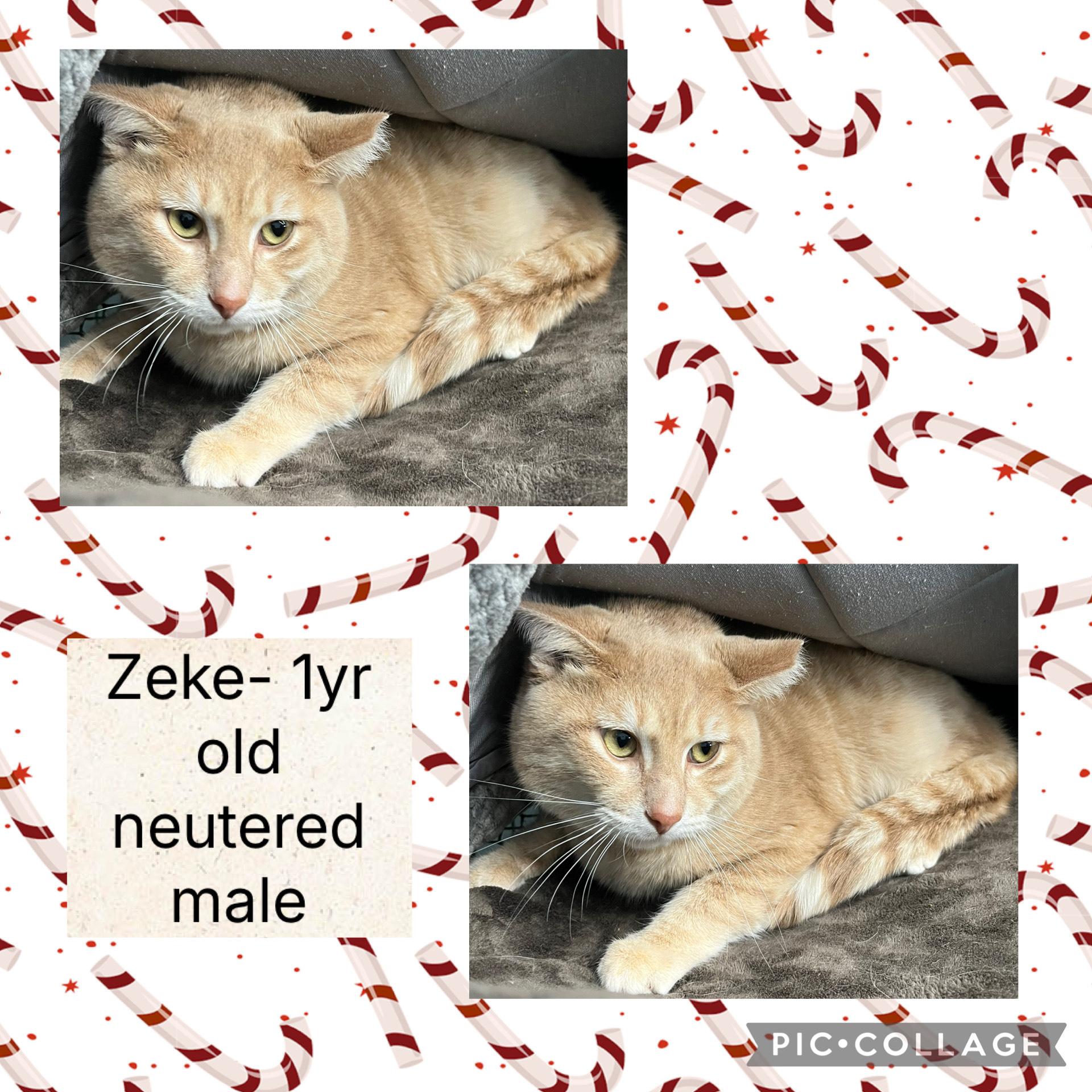 Zeke, ADOPTABLE, Adult Male Domestic Short Hair.