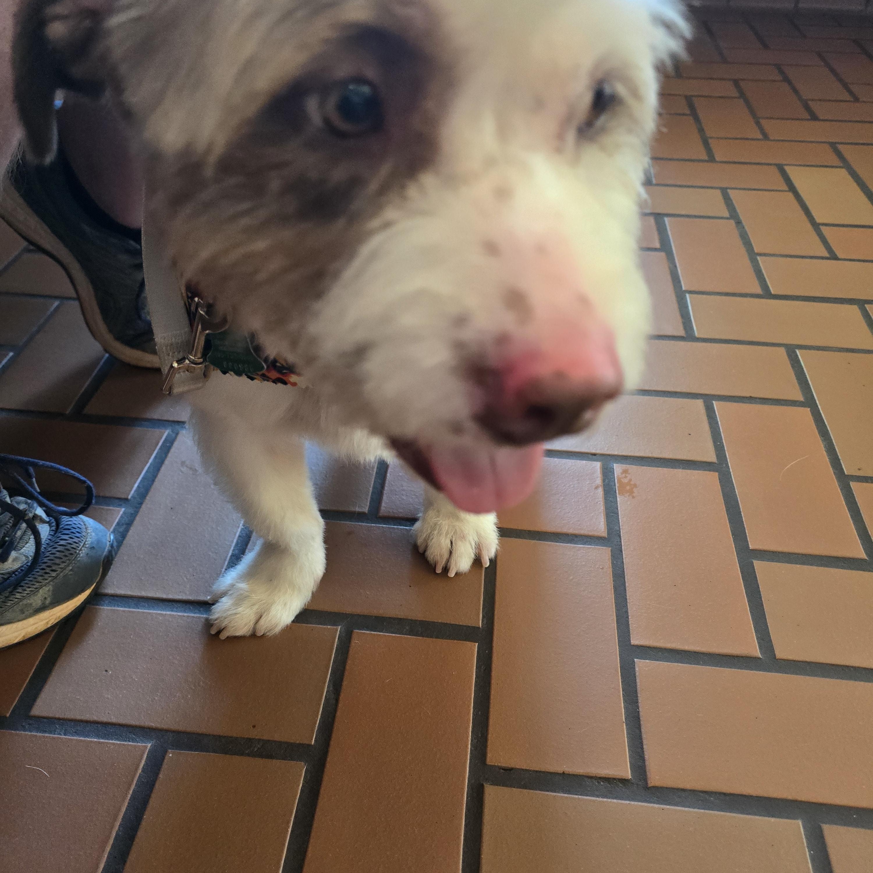 Enlarge Oscar, an adopted mixed breed in Choctaw, OK image 4/4
