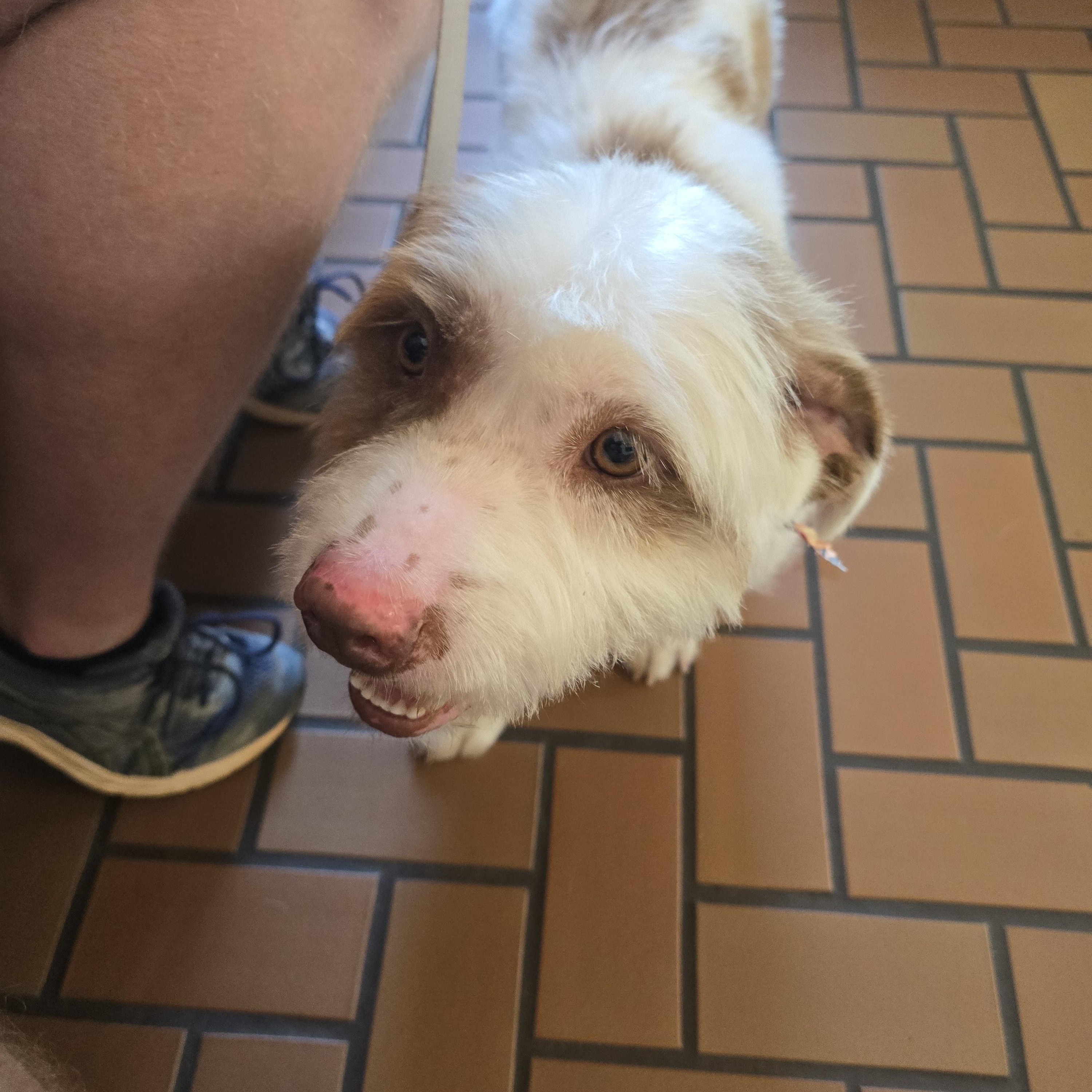 Enlarge Oscar, an adopted mixed breed in Choctaw, OK image 2/4