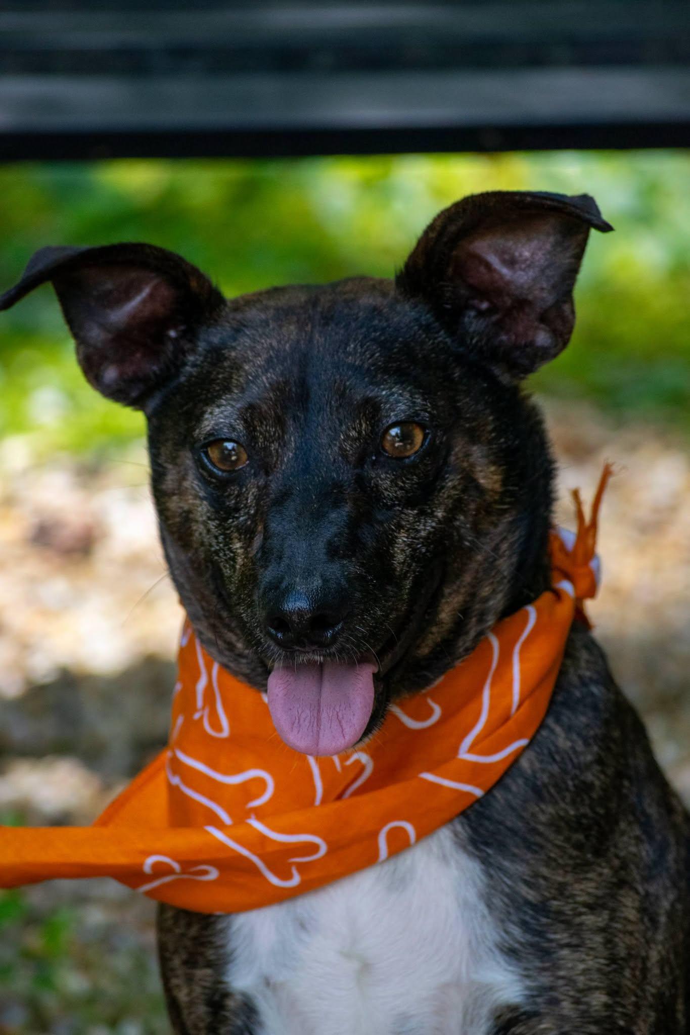 Enlarge Bourbon, a ADOPTABLE Jack Russell Terrier in Sevierville, TN image 3/4