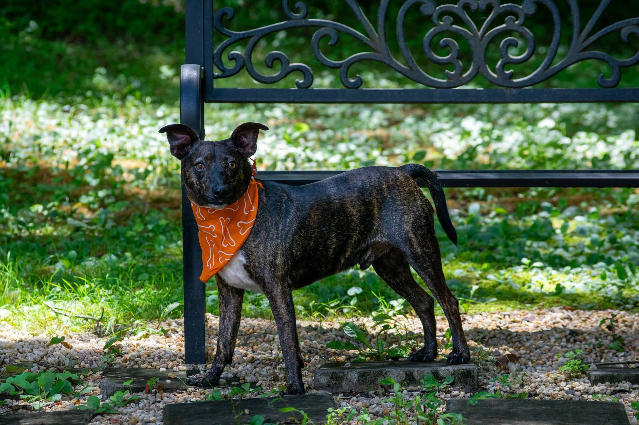 Enlarge Bourbon, a ADOPTABLE Jack Russell Terrier in Sevierville, TN image 4/4
