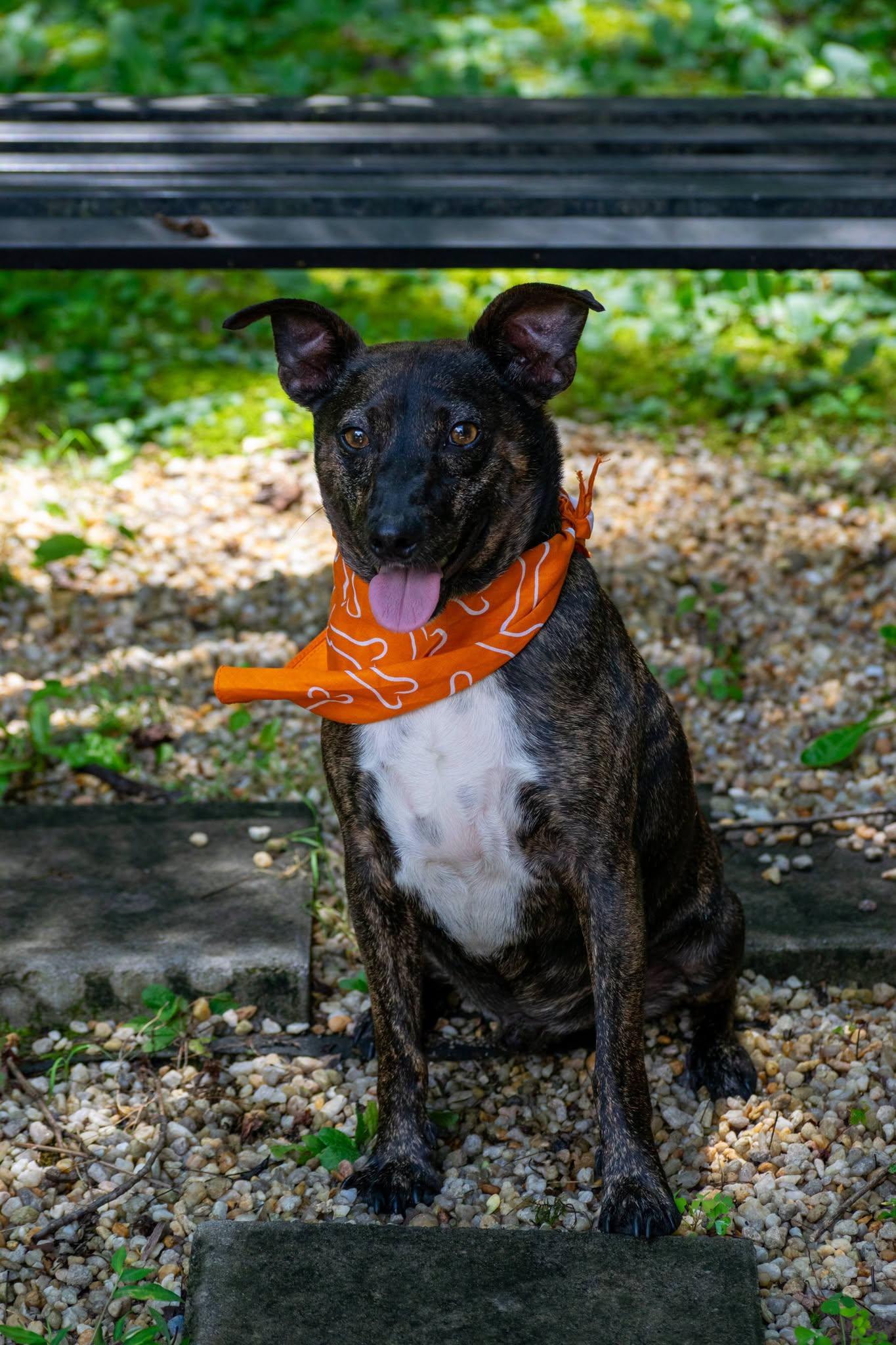Enlarge Bourbon, a ADOPTABLE Jack Russell Terrier in Sevierville, TN image 2/4
