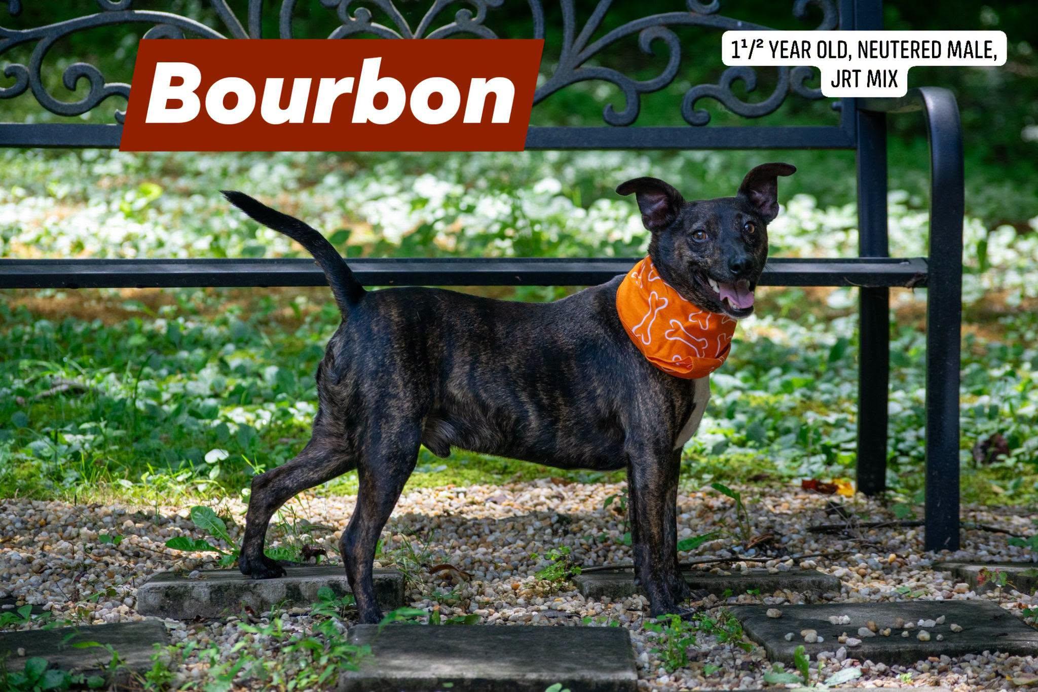 Bourbon, ADOPTABLE, Adult Male Jack Russell Terrier.