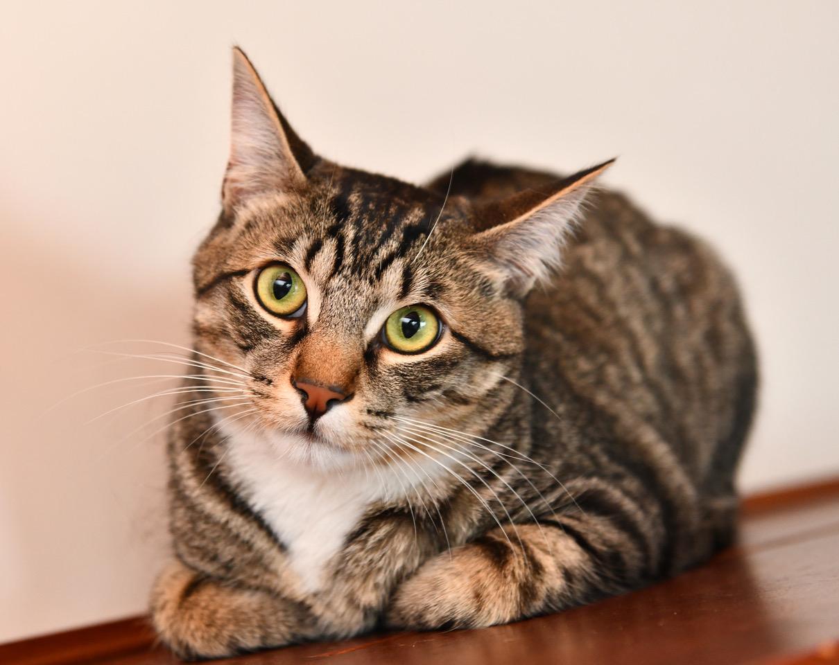 Enlarge White Paws and Marie, a Adoptable Domestic Short Hair in Seattle, WA image 4/6