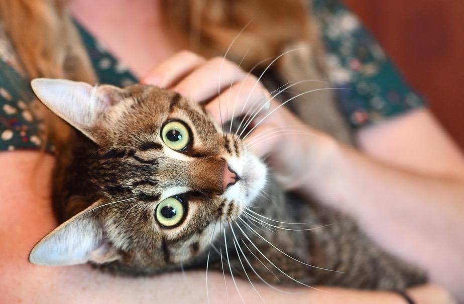 Enlarge White Paws and Marie, a Adoptable Domestic Short Hair in Seattle, WA image 2/6