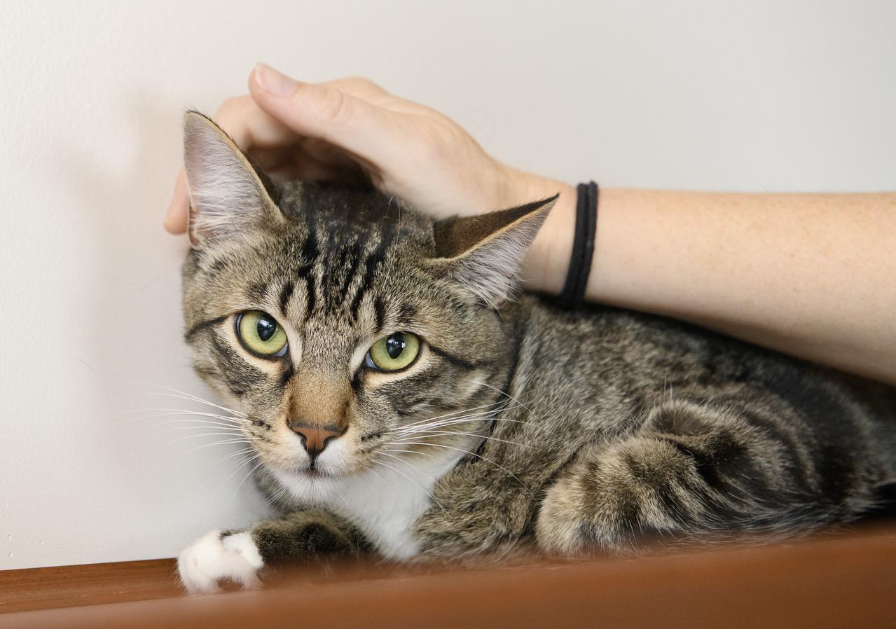 Enlarge White Paws and Marie, a Adoptable Domestic Short Hair in Seattle, WA image 3/6