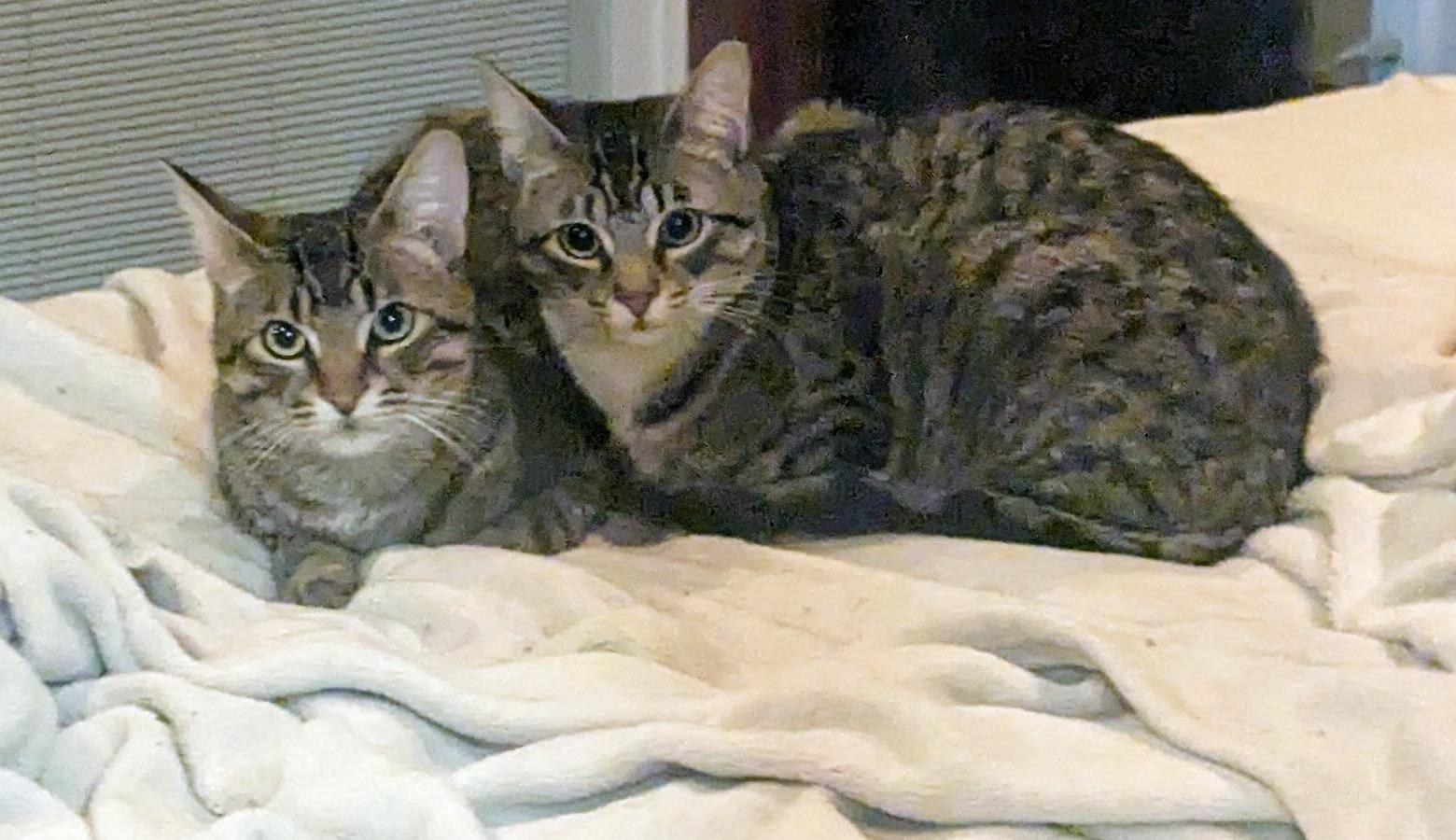 White Paws and Marie, Adoptable, Young Male Domestic Short Hair.