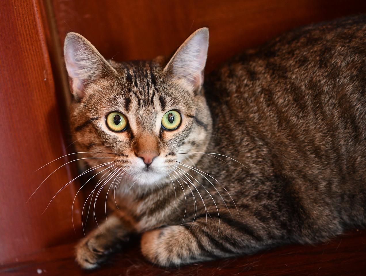 Enlarge White Paws and Marie, a Adoptable Domestic Short Hair in Seattle, WA image 5/6