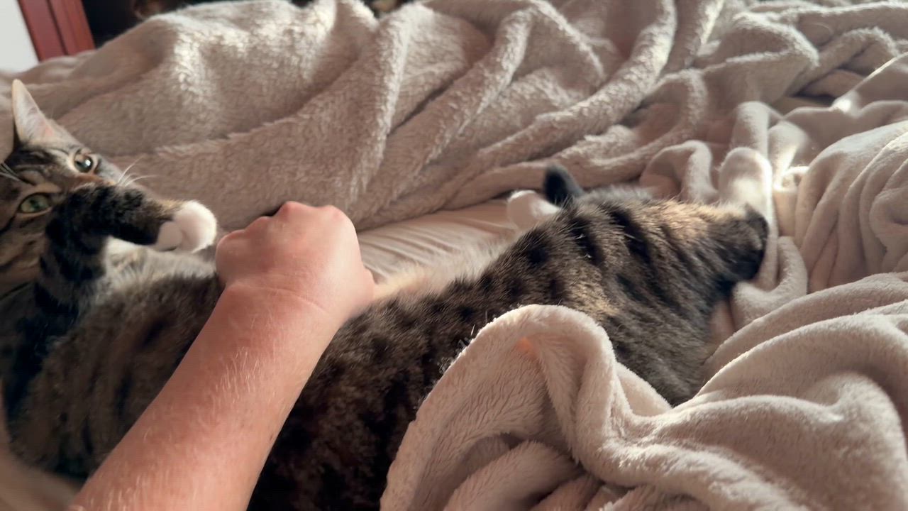Enlarge White Paws and Marie, a Adoptable Domestic Short Hair in Seattle, WA video 6/6
