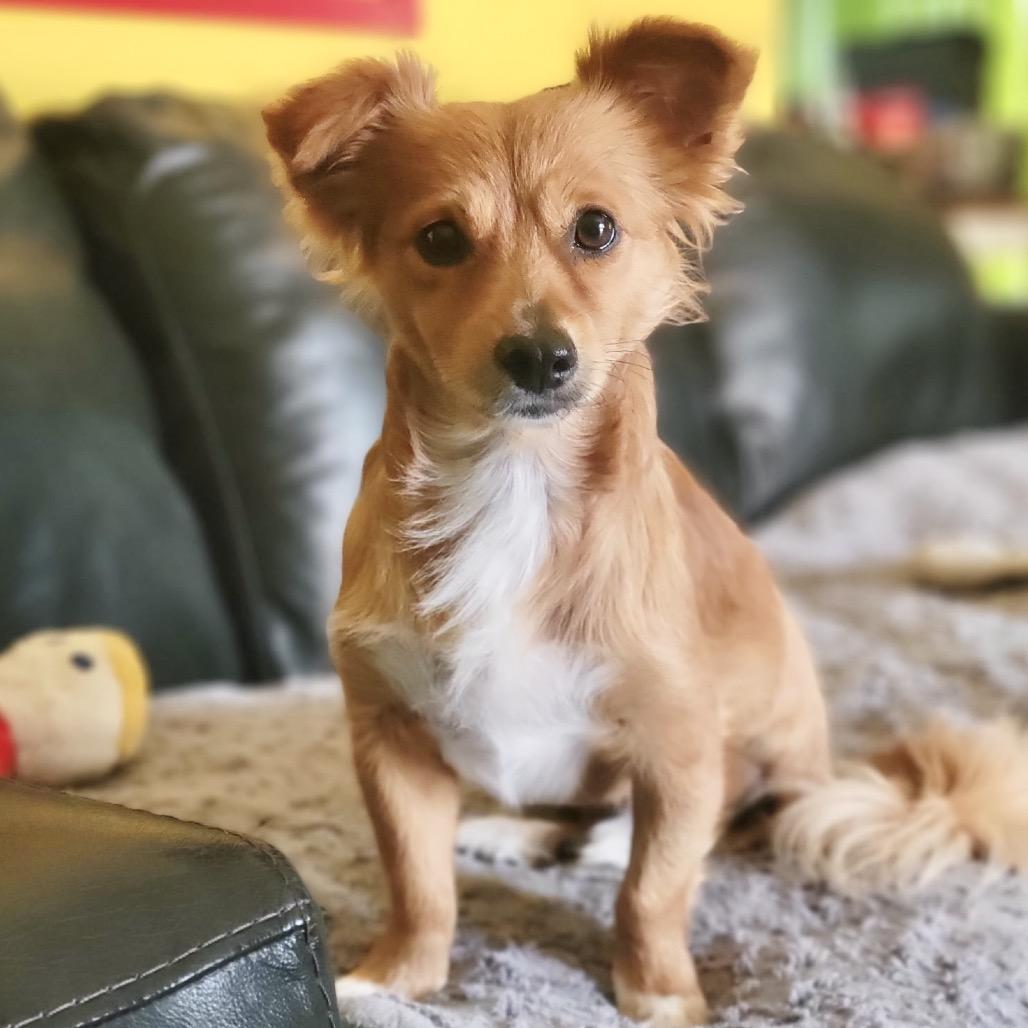 Ed Sheeran, Adoptable, Adult Male Pomeranian.