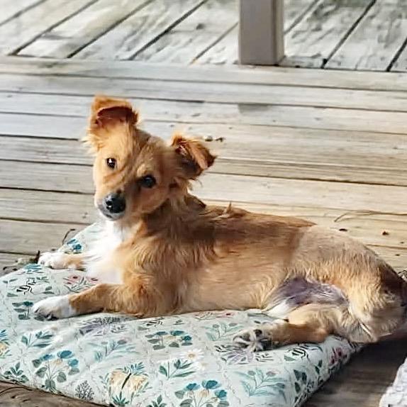 Ed Sheeran, a Adoptable Pomeranian in Conroe, TX image 2/4