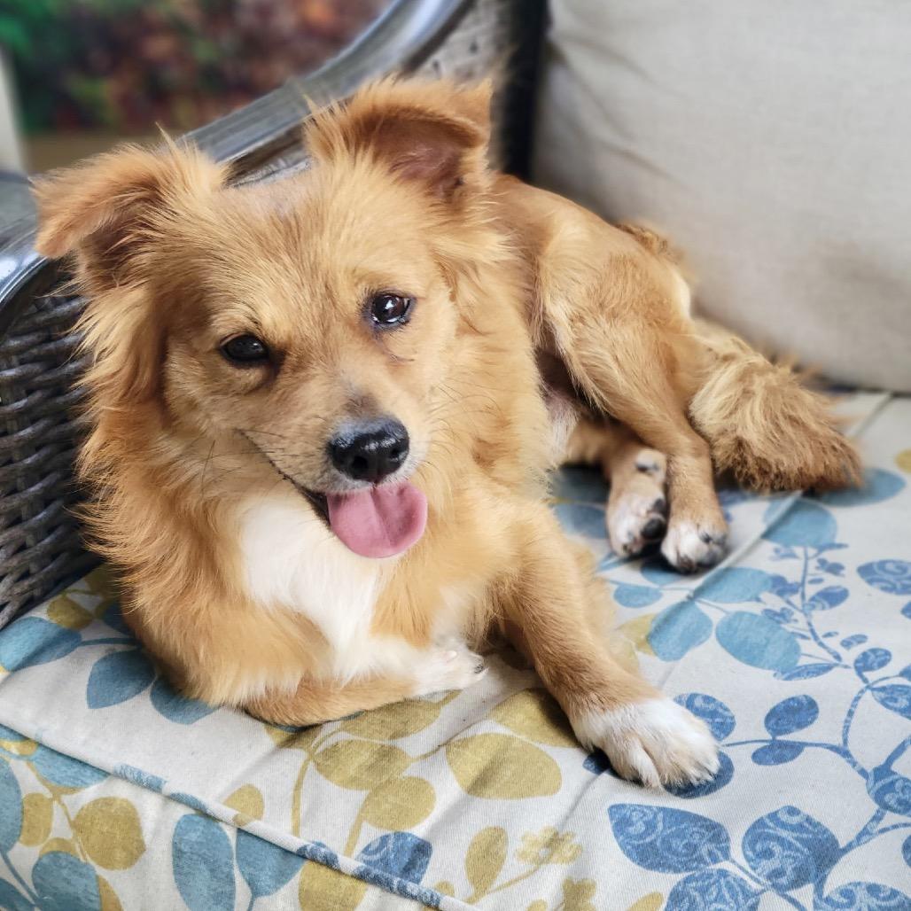 Ed Sheeran, a Adoptable Pomeranian in Conroe, TX image 3/4