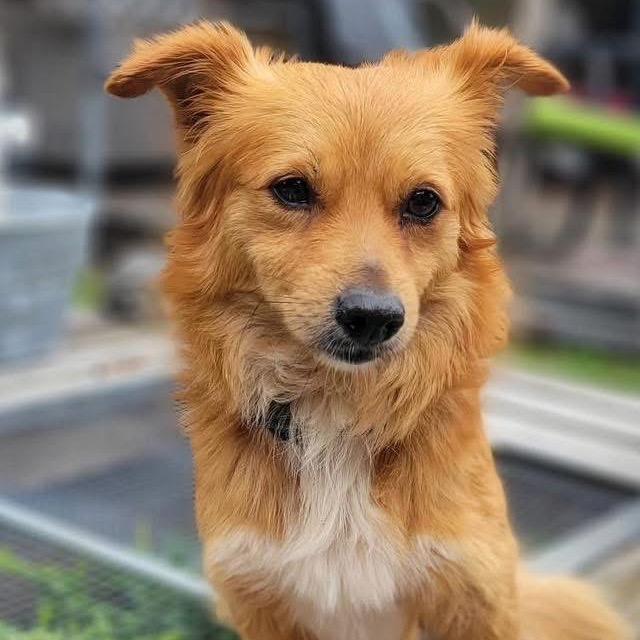 Ed Sheeran, a Adoptable Pomeranian in Conroe, TX image 4/4