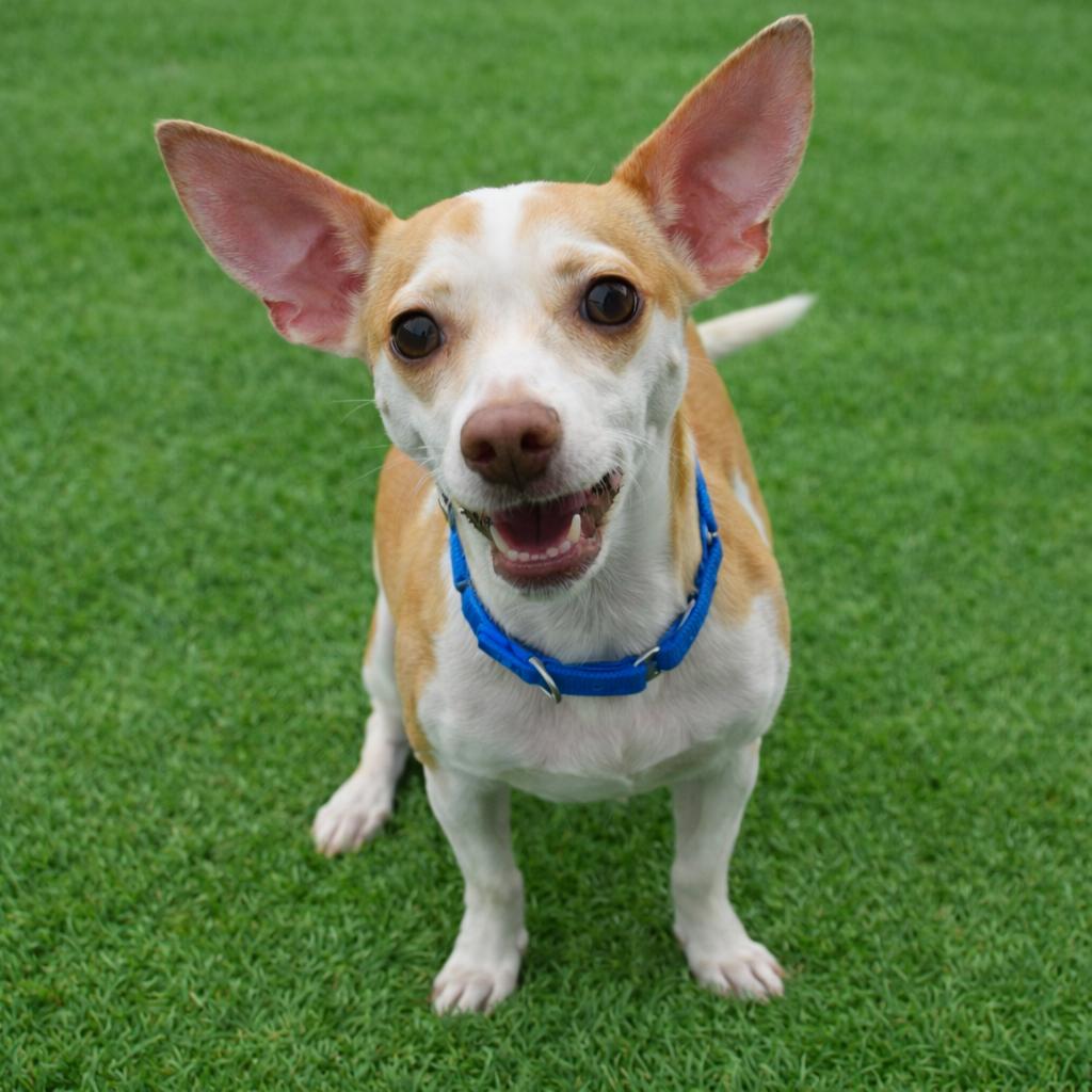 Ducky (special needs), Adoptable, Young Male Rat Terrier.