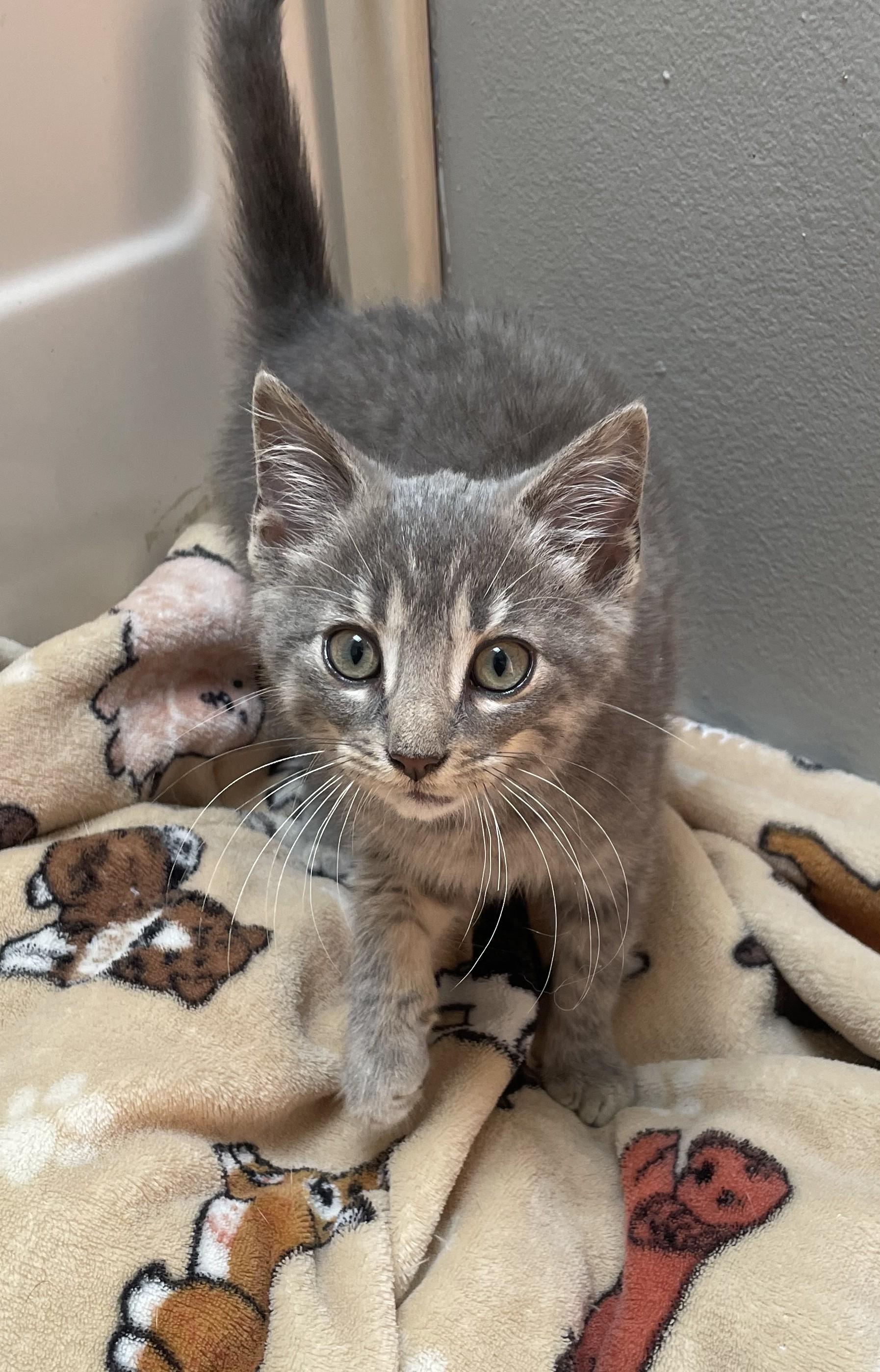 Nyxie, Adoptable, Kitten Female Domestic Short Hair.