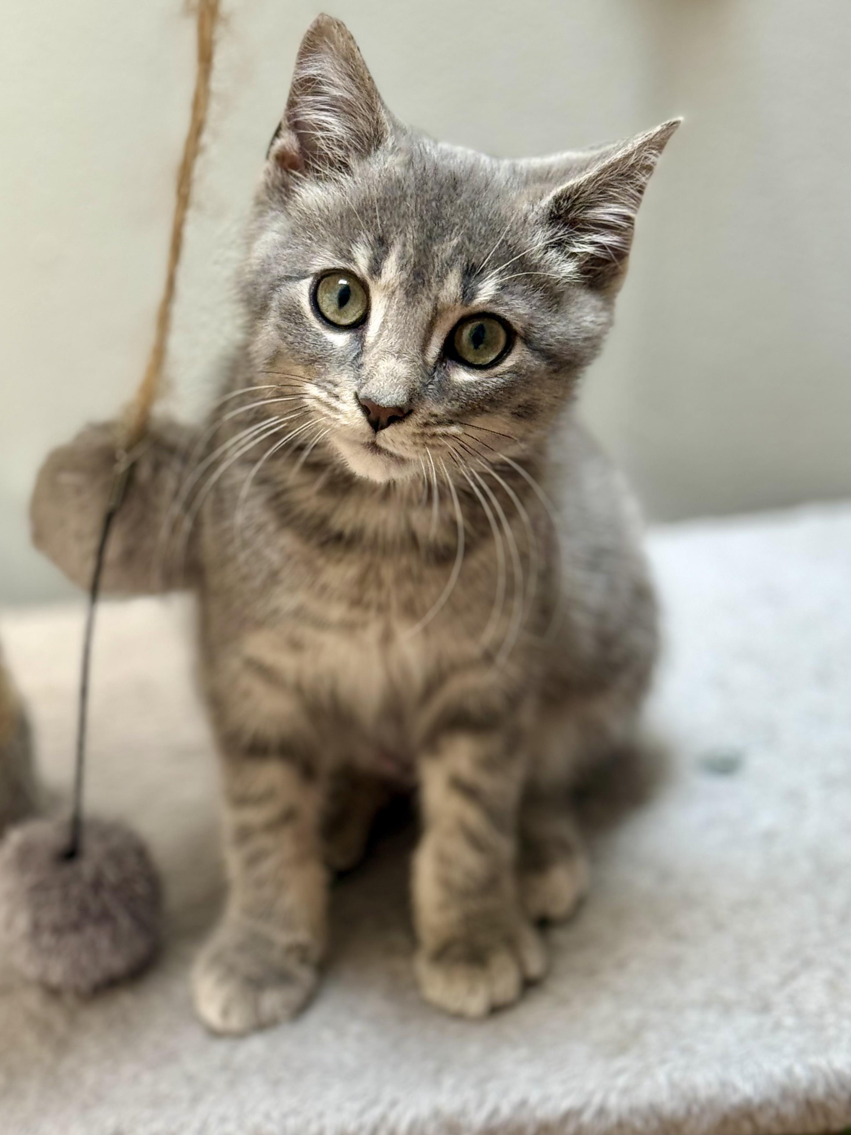 Nyxie, a Adoptable Domestic Short Hair in Toledo, OH image 4/4