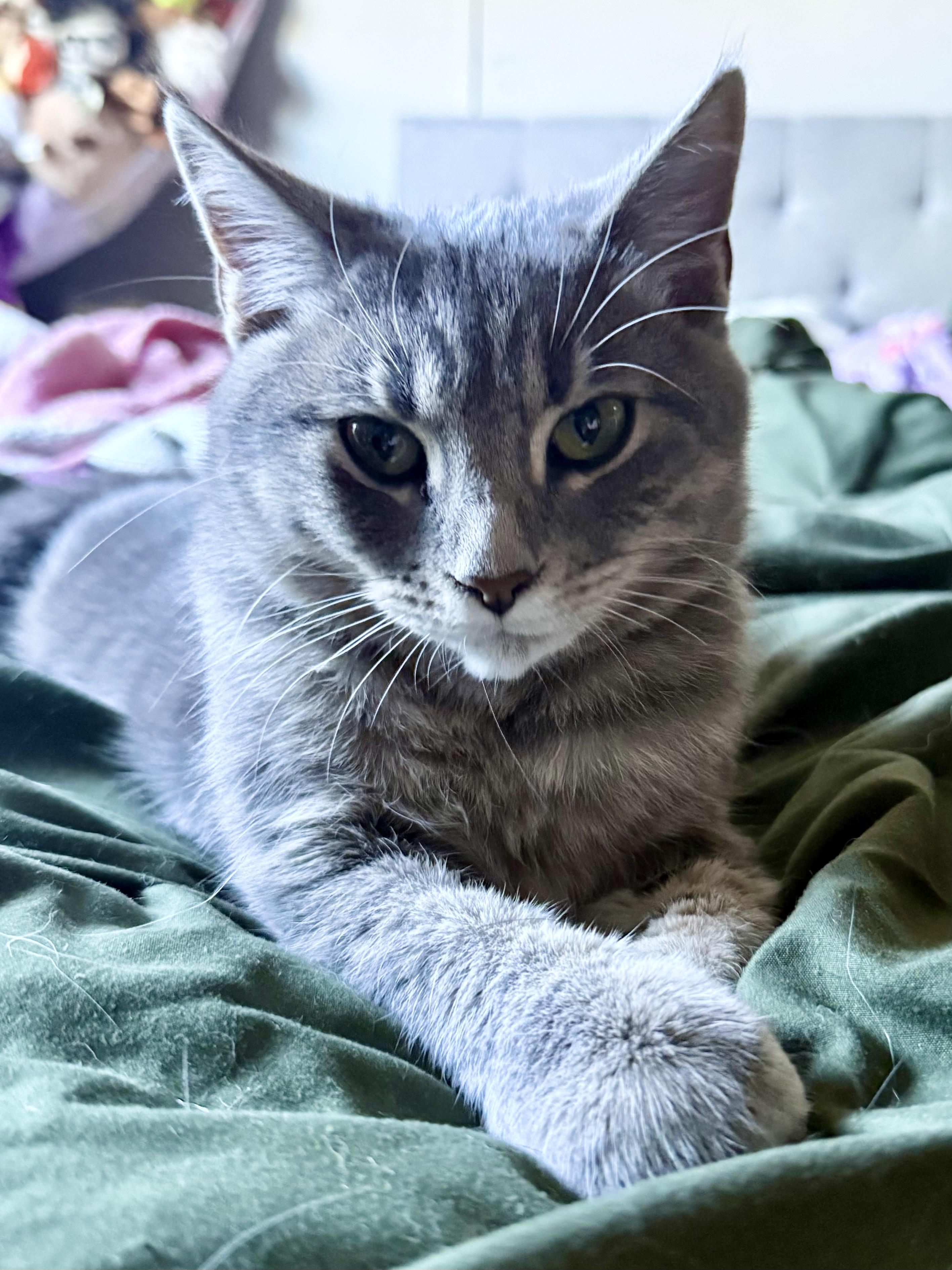 Enlarge Nyxie, a Adoptable Domestic Short Hair in Toledo, OH image 1/2