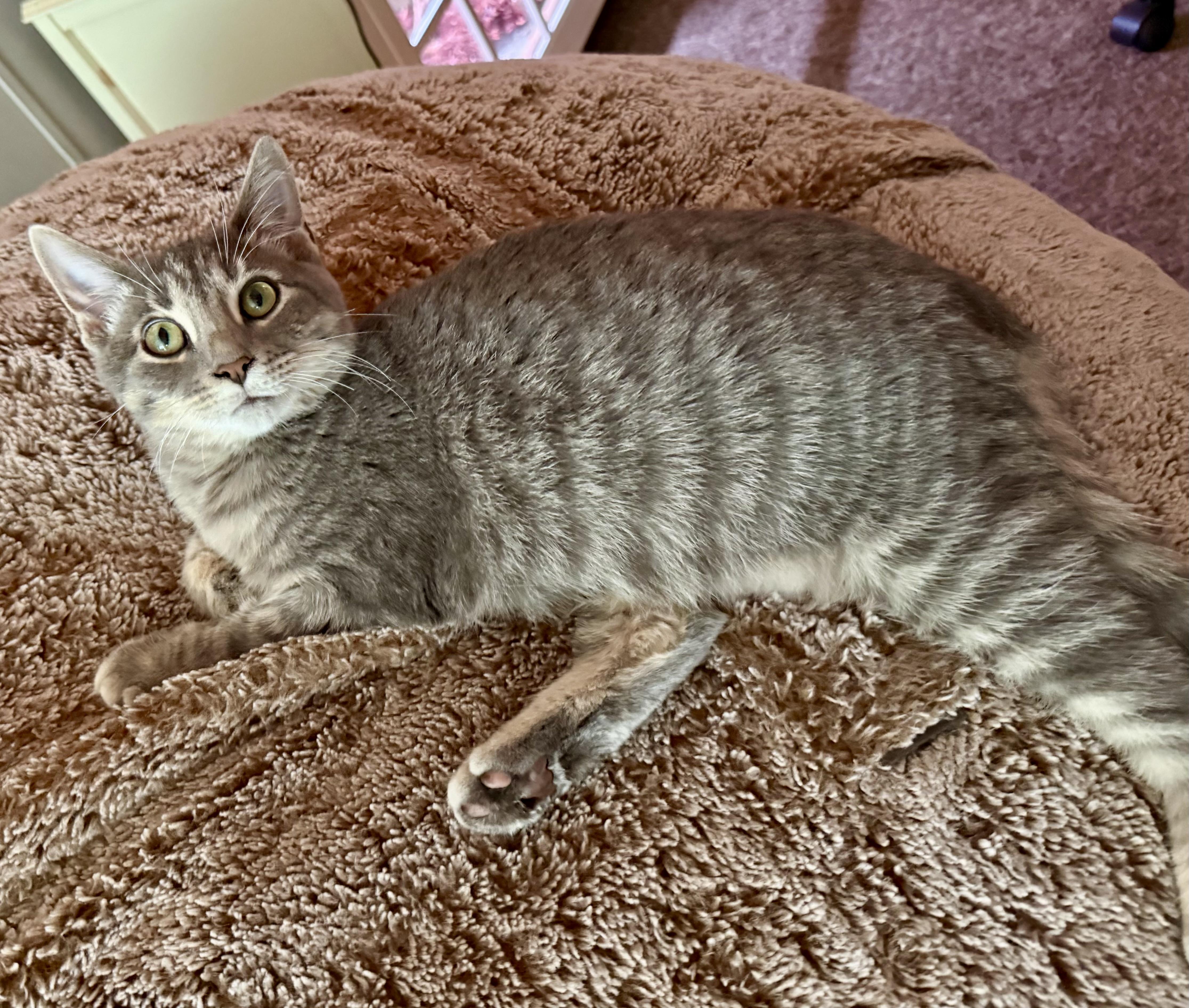 Enlarge Nyxie, a Adoptable Domestic Short Hair in Toledo, OH image 2/2