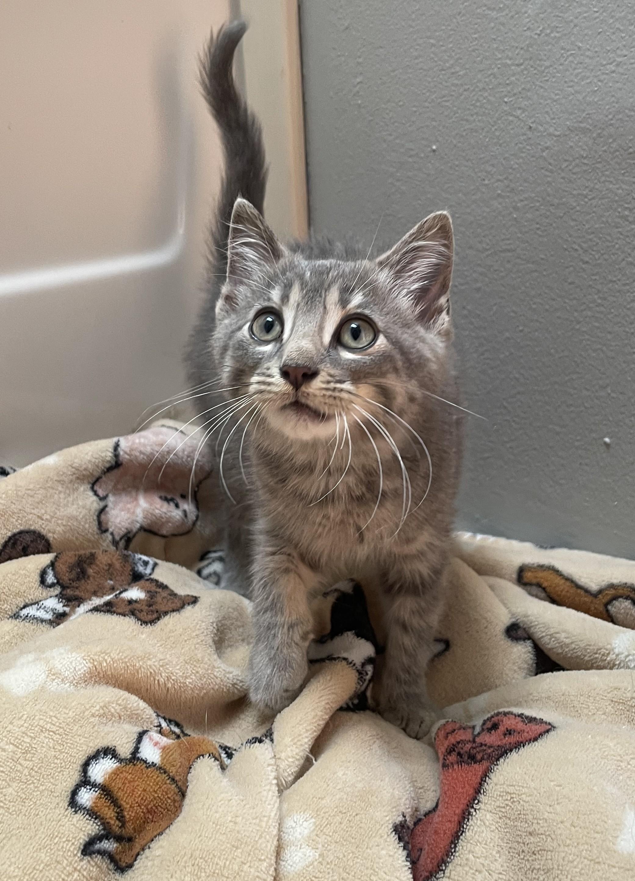 Nyxie, a Adoptable Domestic Short Hair in Toledo, OH image 3/4