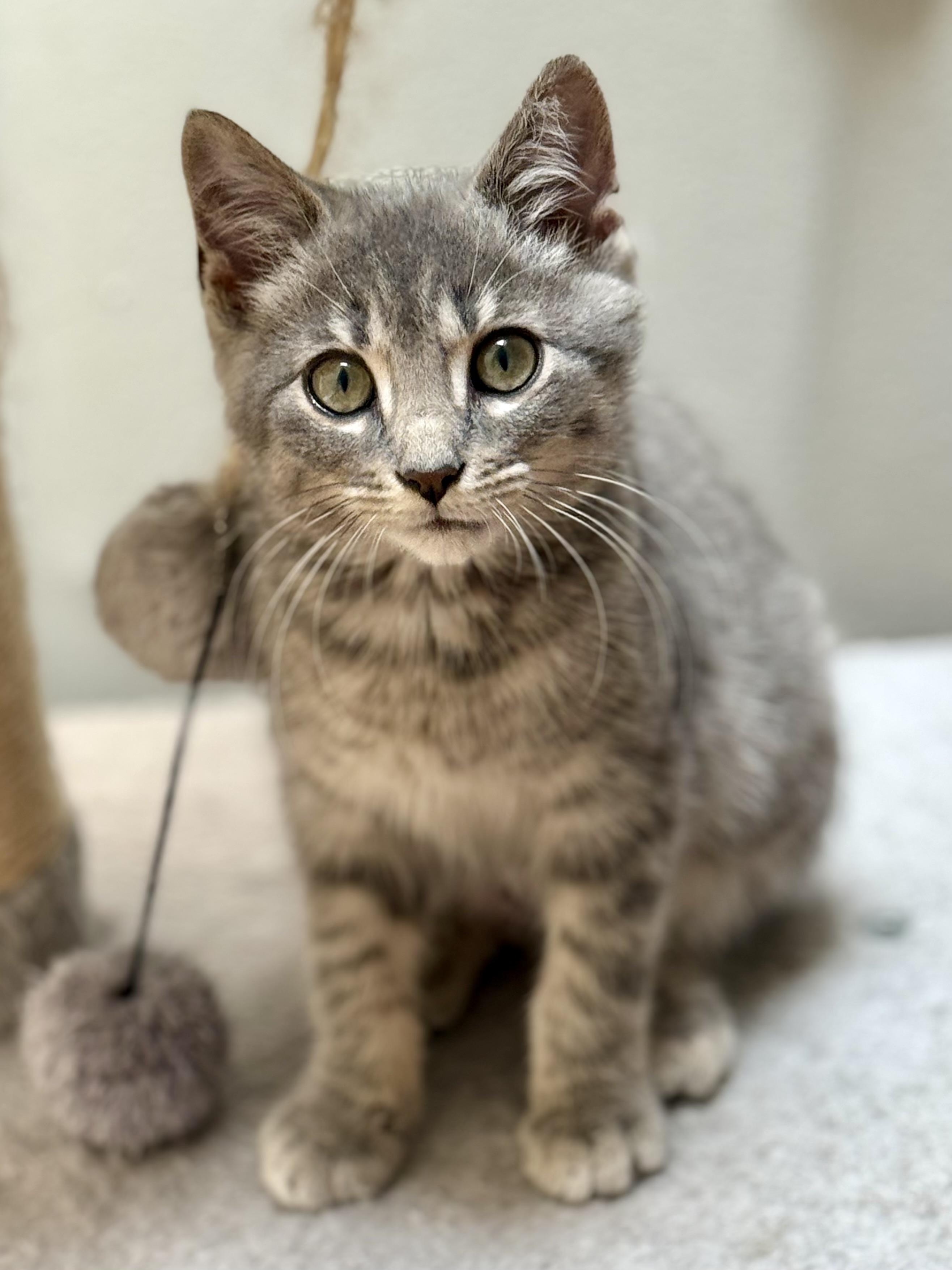 Nyxie, a Adoptable Domestic Short Hair in Toledo, OH image 1/4