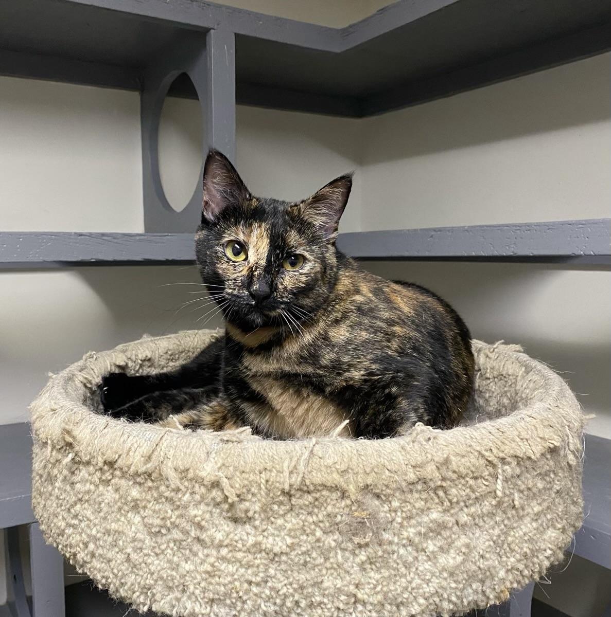Bom (very friendly), ADOPTABLE, Adult Female Tortoiseshell.