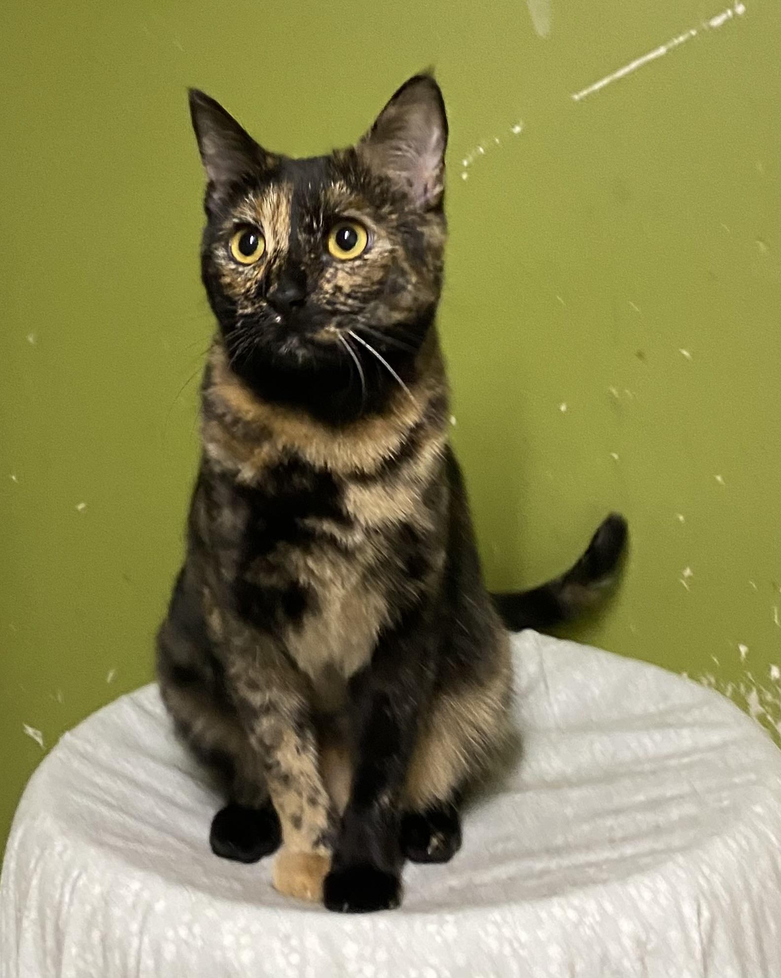 Bom (very friendly), a ADOPTABLE Tortoiseshell in Los Angeles, CA image 4/4