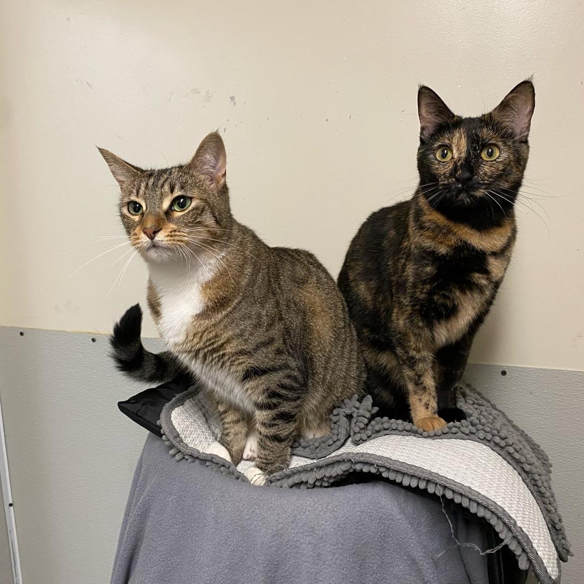 Enlarge Bom (very friendly), a ADOPTABLE Tortoiseshell in Los Angeles, CA image 5/5