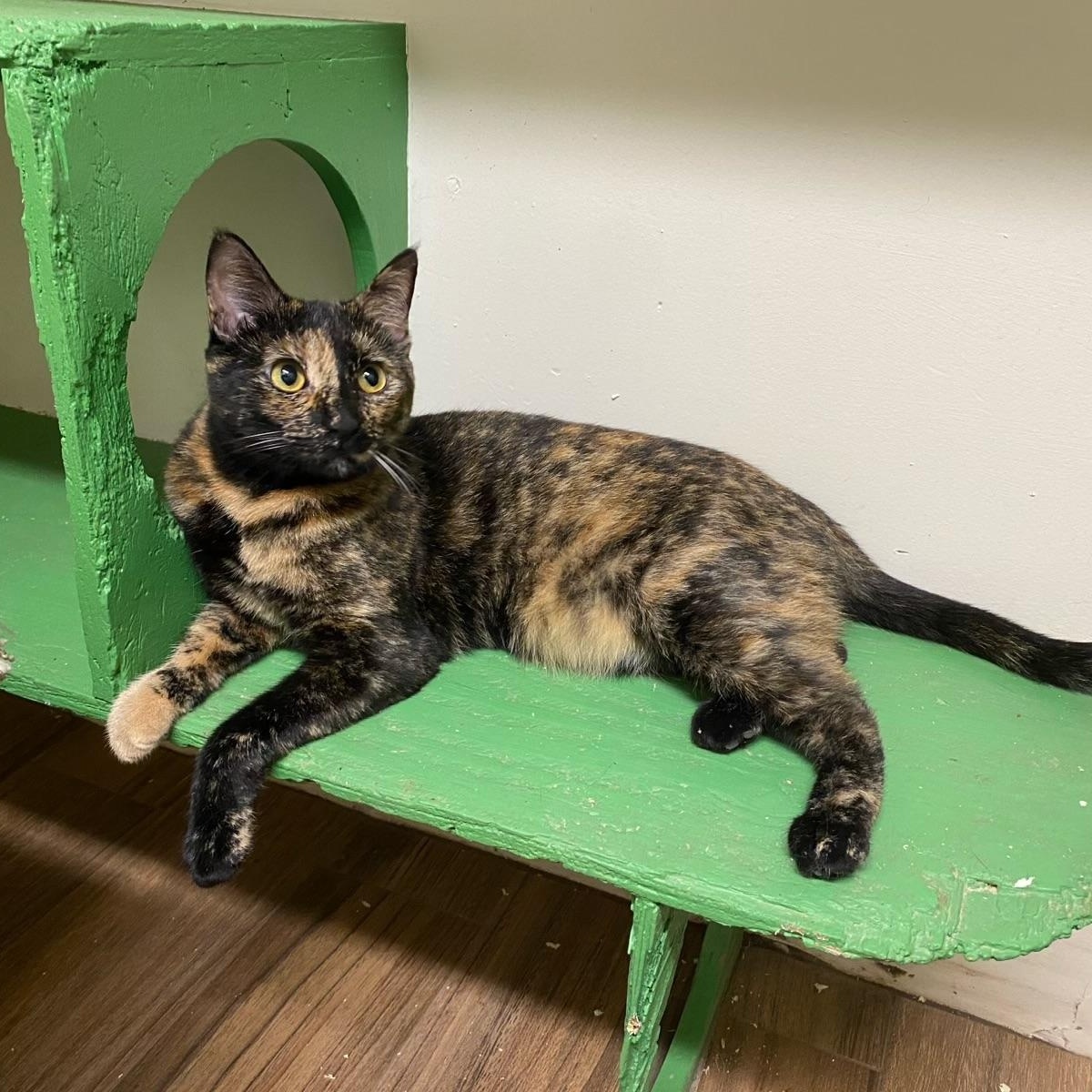 Bom (very friendly), a ADOPTABLE Tortoiseshell in Los Angeles, CA image 2/4