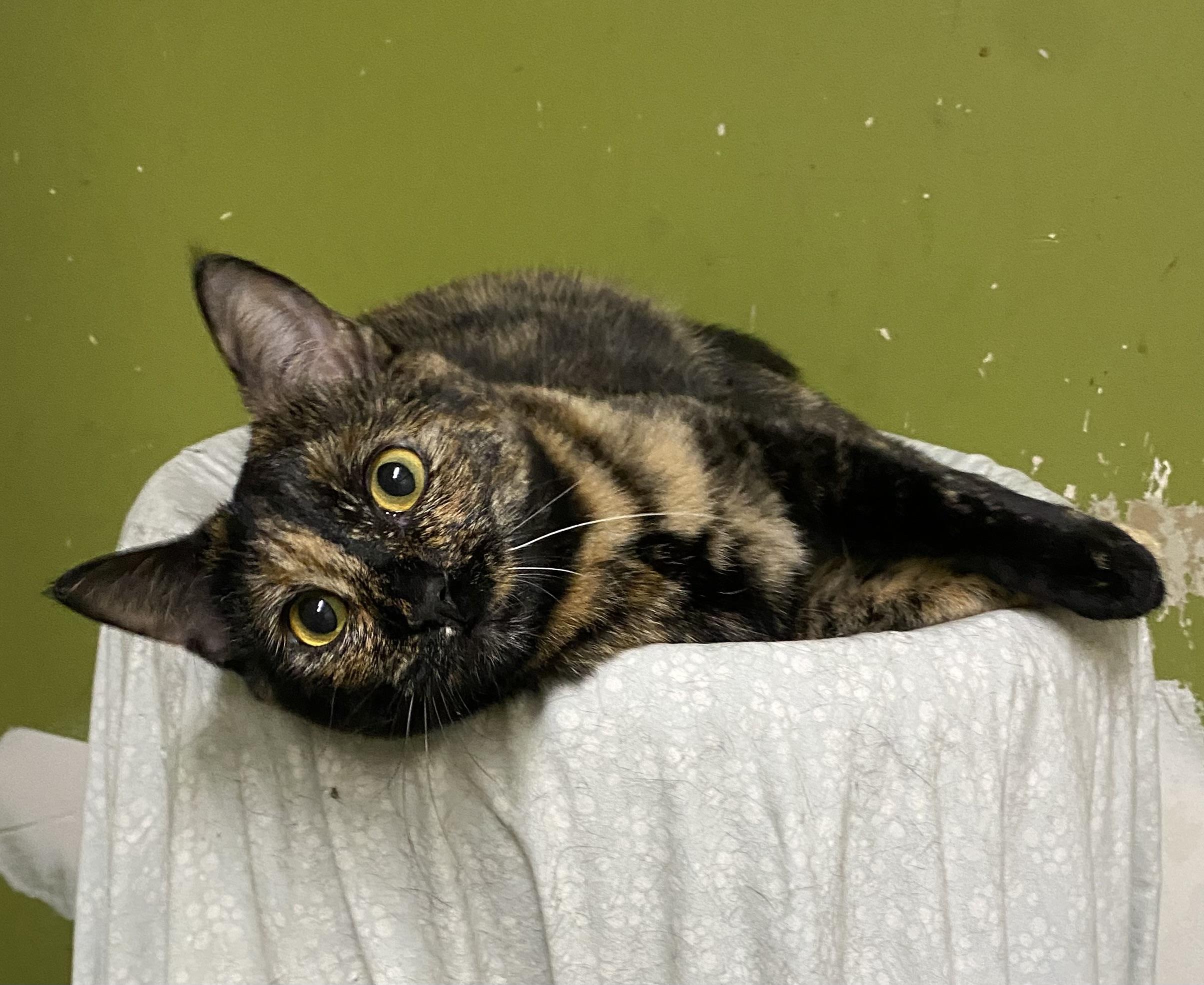 Bom (very friendly), a ADOPTABLE Tortoiseshell in Los Angeles, CA image 3/4