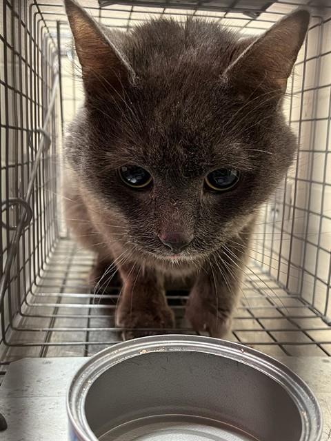 A794592, Adoptable, Young Male Domestic Short Hair.