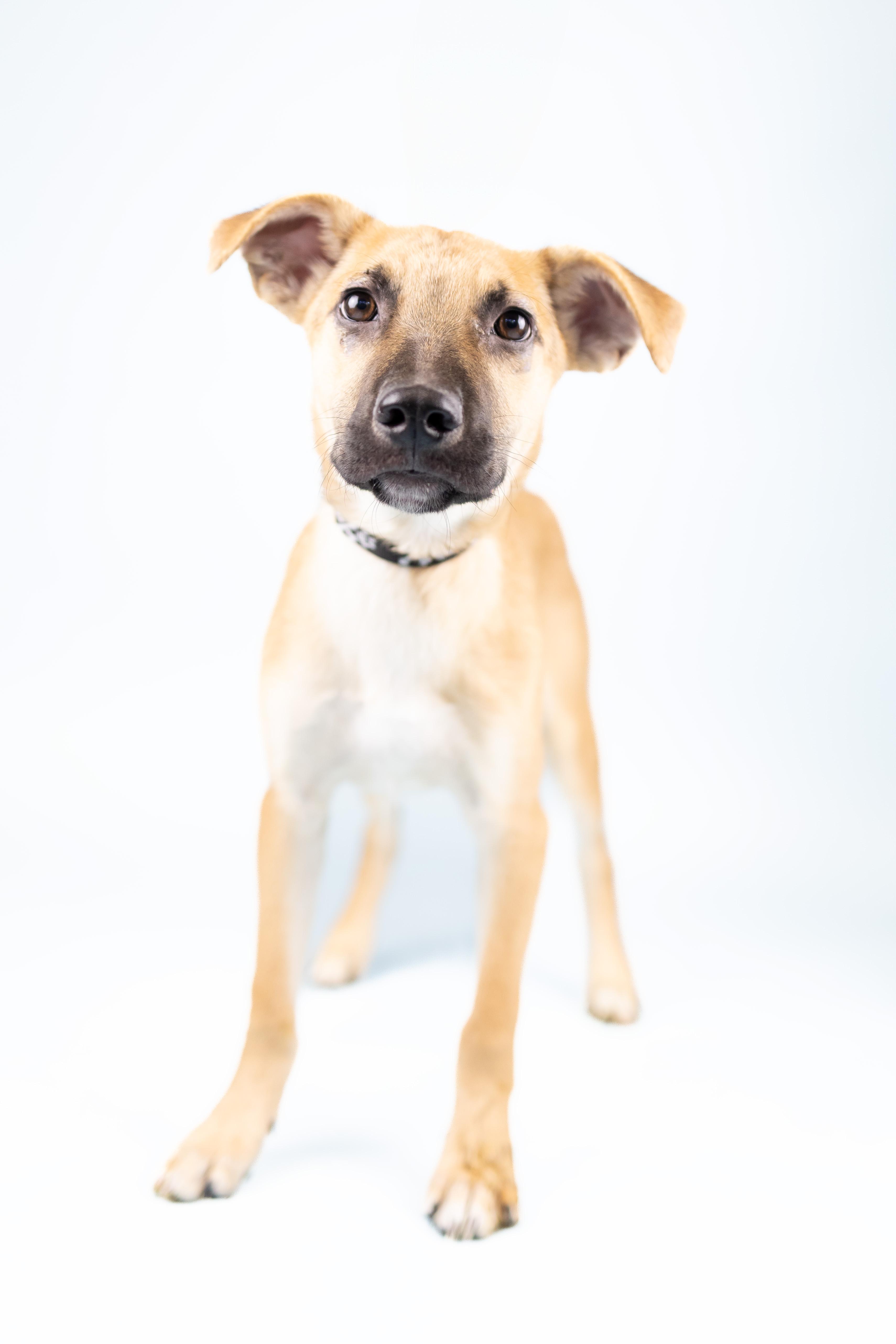 Bruce, Baby Male Mixed Breed