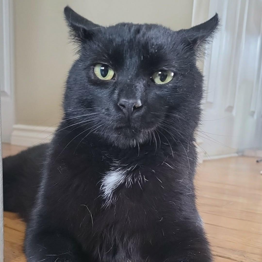 Bronco (m) 3yrs old Black Bombay , ADOPTABLE, Adult Male Domestic Short Hair.