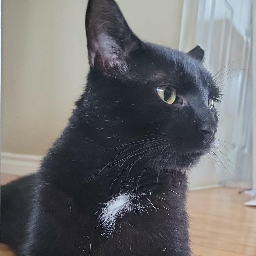 Bronco (m) 3yrs old Black Bombay , a ADOPTABLE Domestic Short Hair in Ottawa, ON image 2/6