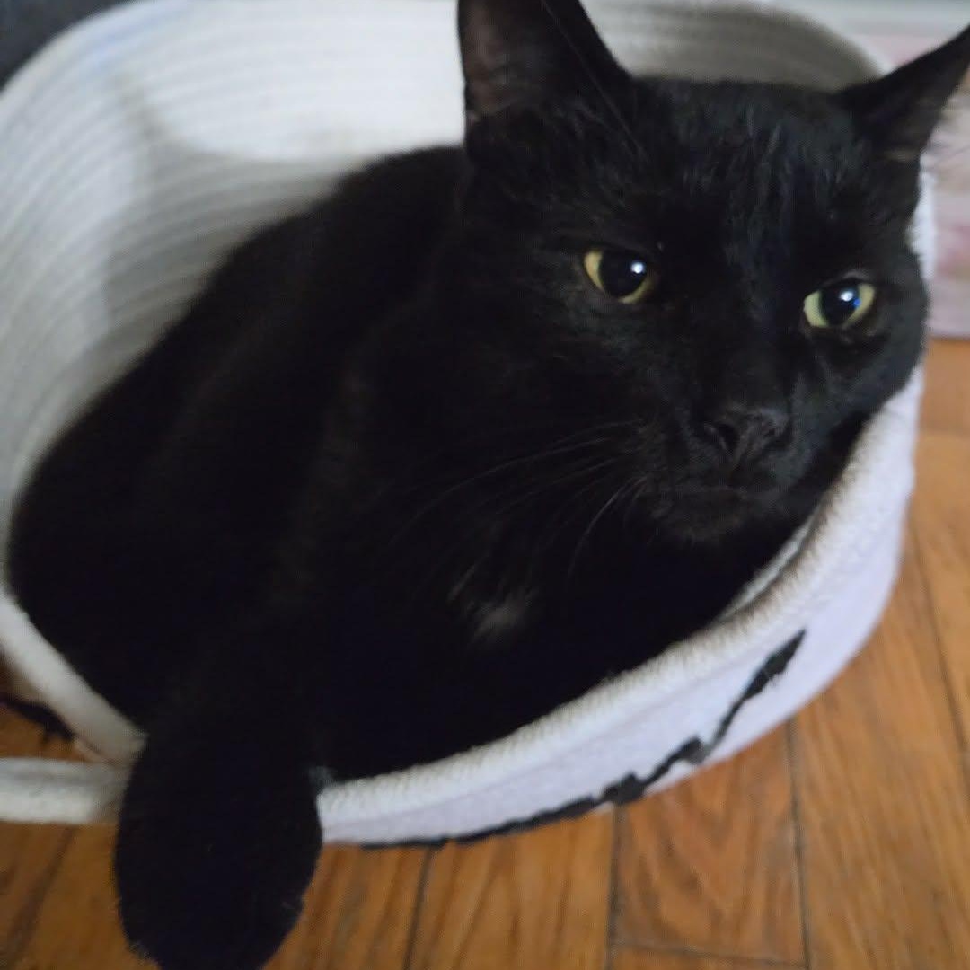 Bronco (m) 3yrs old Black Bombay , a ADOPTABLE Domestic Short Hair in Ottawa, ON image 6/6