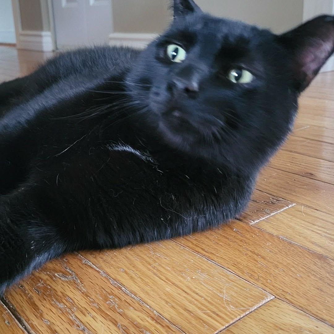 Bronco (m) 3yrs old Black Bombay , a ADOPTABLE Domestic Short Hair in Ottawa, ON image 6/6