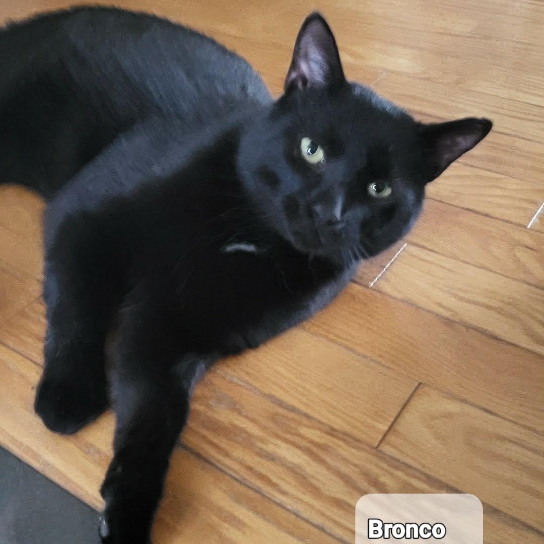 Bronco (m) 3yrs old Black Bombay , a ADOPTABLE Domestic Short Hair in Ottawa, ON image 3/6
