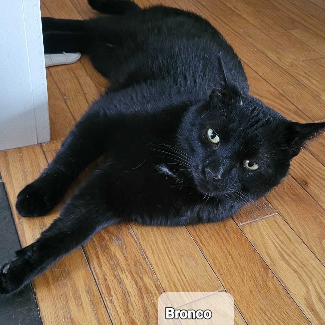 Bronco (m) 3yrs old Black Bombay , a ADOPTABLE Domestic Short Hair in Ottawa, ON image 5/6