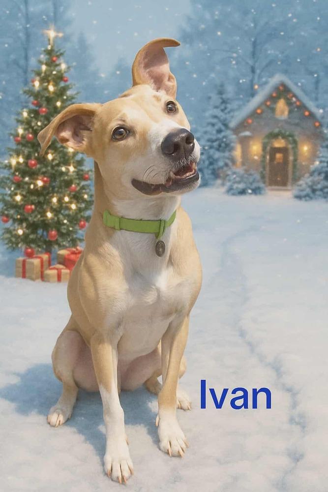 Ivan, Adoptable, Adult Male Labrador Retriever & Carolina Dog.