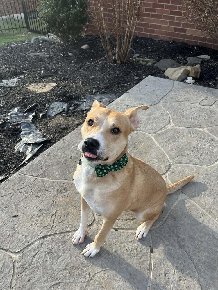 Enlarge Ivan, a Adoptable mixed breed in Springdale, PA image 1/6