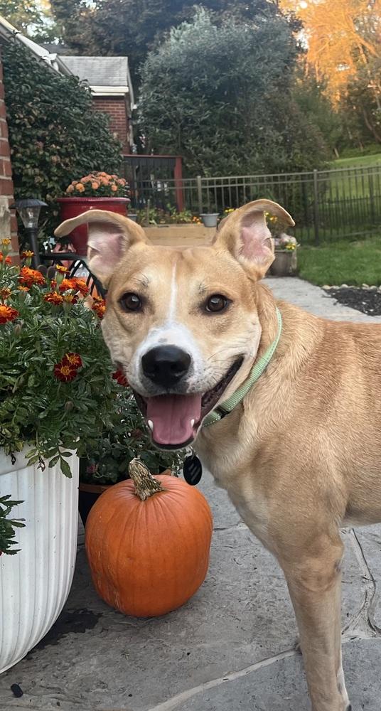 Enlarge Ivan, a Adoptable mixed breed in Springdale, PA image 2/6