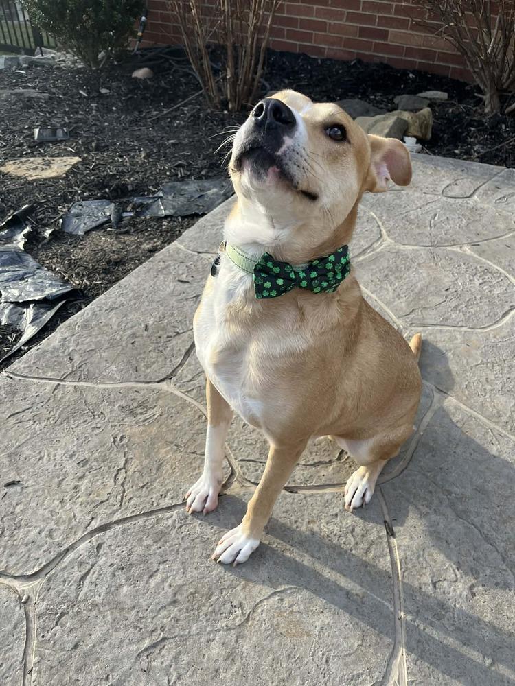 Enlarge Ivan, a Adoptable mixed breed in Springdale, PA image 2/6