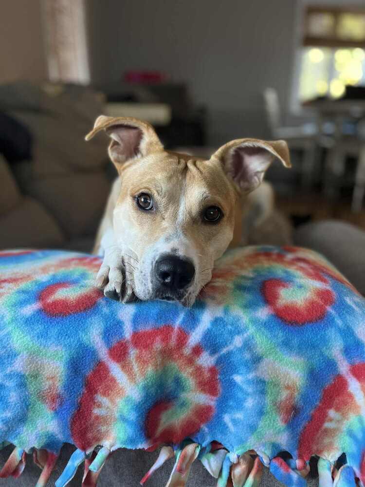 Enlarge Ivan, a Adoptable mixed breed in Springdale, PA image 4/6