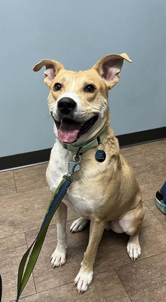 Enlarge Ivan, a Adoptable mixed breed in Springdale, PA image 3/6