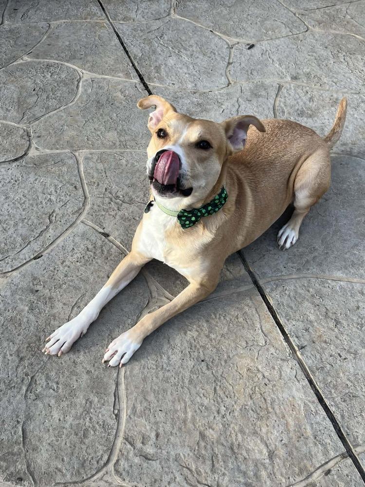 Enlarge Ivan, a Adoptable mixed breed in Springdale, PA image 4/6