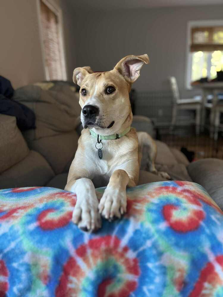 Enlarge Ivan, a Adoptable mixed breed in Springdale, PA image 5/6